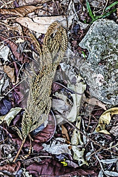 Dry fallen leaves form the jungle ground in Palenque, Mexico. photo