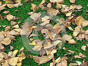dry fallen leaves on the grass photo