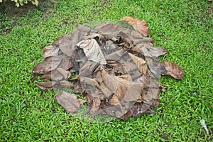Dry fallen leaves on grass,background