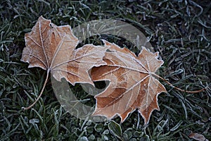 Dry fallen maple leaves with hoarfrost on dark green grass in autumn. November frosts.