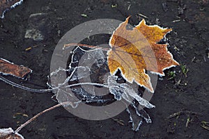 Dry fallen maple leaves with hoarfrost on dark ground in autumn. November frosts.