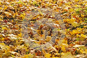 Dry fallen maple leaves, orange autumn background, foliage underfoot
