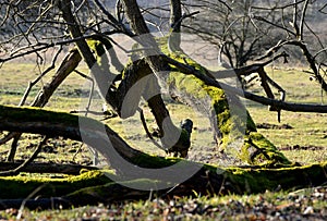 Dry fallen old tree covered with moss