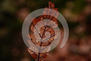 Dry fallen orange oak leaves with dew. Rain water drop on an autumn leaf close-up. Autumn nature background. Autumn composition or