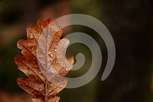 Dry fallen orange oak leaves with dew. Rain water drop on an autumn leaf close-up. Autumn nature background. Autumn composition or