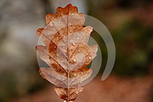 Dry fallen orange oak leaves with dew. Rain water drop on an autumn leaf close-up. Autumn nature background. Autumn composition or