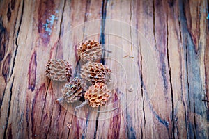 Dry fallen seeds of Casuarina equisetifolia (Common ironwood) fr