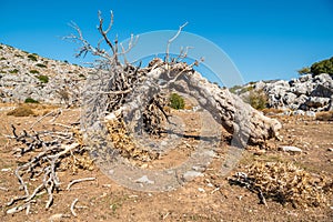 Dry fallen tree among arid landscape