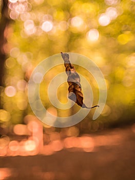 Dry falling leaf on a blurry background