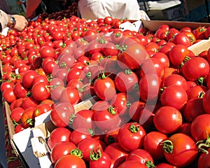 Dry farmed early girl tomatoes photo
