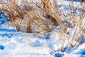 Dry feather grasses and white firn granulated snow