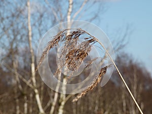 Dry feathery grass blowing in the wind.