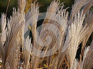 Dry feathery light grass