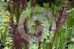 Dry fern in the grass