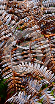 Dry fern leaf in the forest