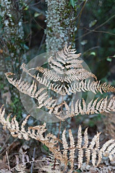 Dry fern leaf in winter with green background. Taxon Filicopsida, Pterophyta, Filicinae or Polypodiophyta photo