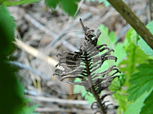 Dry fern stands in the forest