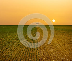 Dry field with corn sprouts and sun and tree silhouette