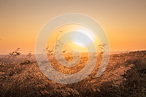 Dry field grass at sunrise