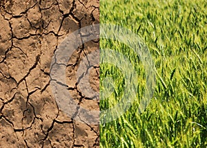 Dry field and green wheat