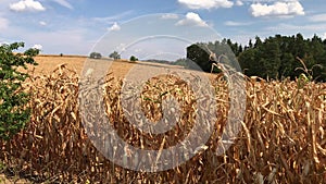 Dry field of hogging-down corn