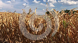 Dry field of hogging-down corn under cloudy blue sky