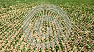 Dry field with lines of young green crops plants, abstract agriculture background