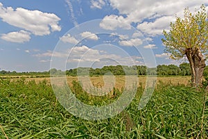 Dry field with reed and trees in Bourgoyen nature reserve