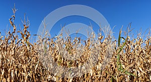 Dry field of ripe corn against a bright blue sky. Dried and unripe field of corn against a blue sky