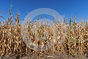 Dry field of ripe corn against a bright blue sky. Dried and unripe field of corn against a blue sky