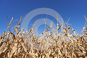 Dry field of ripe corn against a bright blue sky. Dried and unripe field of corn against a blue sky