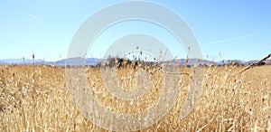 A dry field transitioning into the desert skyline in California