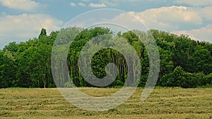 Dry field withmown grass and fores in Bourgoyen nature reserve