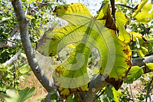 Dry fig leaf