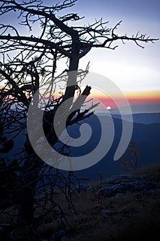 Dry fir tree silhouette on mountain landscape photo