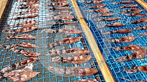 Dry firefly squid hotaru ika drying on net rack Japanese preservation food