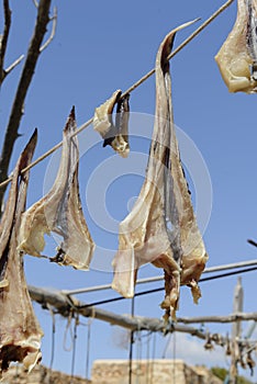 Dry fish formentera