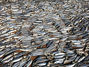 Dry fish market production in Srii Lanka