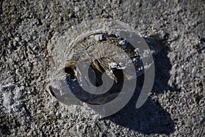 Dry Fish in Sand