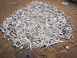 Dry fish stocked in open at fishing harbor, Visakhapatnam, AP , India