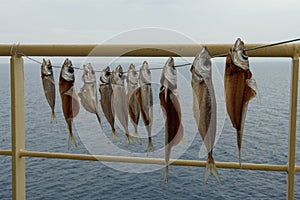 Dry fishes without offal are hanging on the rope between cream railings on the merchant cargo ship.