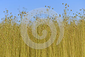 Dry flax on a field in Normandy