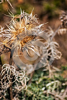 Dry flower