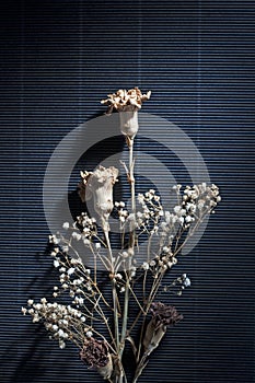 Dry Flower On Black