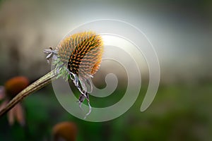 Dry flower. Dried flower Echinacea at sunset in the evening. Selective soft focus