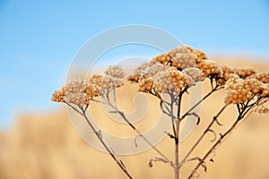 dry flower in a field close-up, autumn background, dried flowers