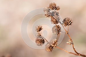 Dry flower, grass meadow outdoor. vintage filter
