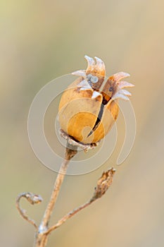 Dry flower on a meadow - closeup