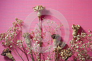 Dry Flower On Pink.