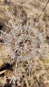 Dry flower, radial structure, Dried flower brown flower